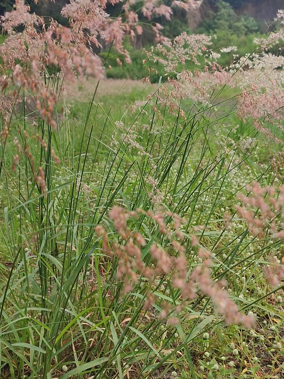 jika risau hatimu, cukuplah tanya pada rumput yang bergoyang... #fyppppppppppppppppppppppp  #fypp  #aesthetics  #aestheticvideos  #indah  #videoaesthetic  #pemandangan  #pemandangan  #nature  #alam  #damai  #jember 