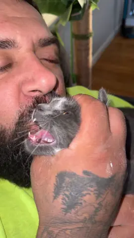 Smoochie kisses #fypシ #foryoupage❤️❤️ #foryoupage #catsoftiktok #cats #cat #kitten #cuteagression #catlover #kittensoftiktok 