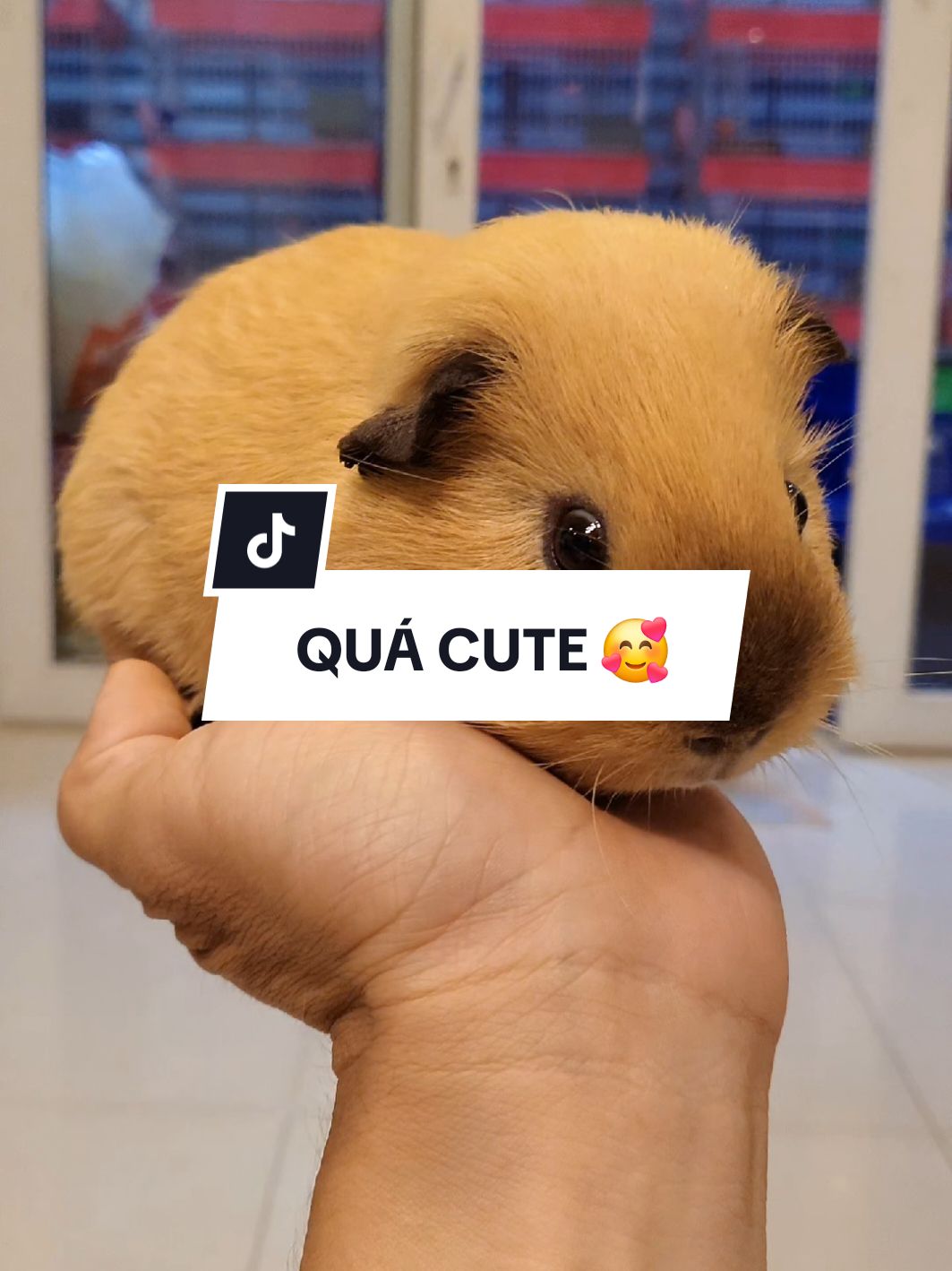 Thằng bé hiền dễ thương lắm luôn... 🥰🥰🥰 #chuộtlang #bọú #guineapigs #pet #thúcưng 