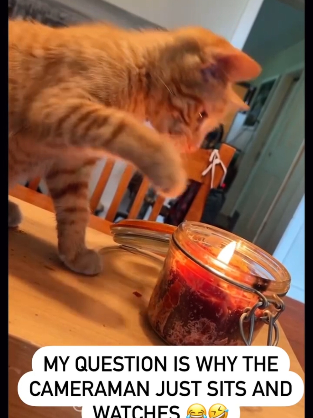 Curiosity of cats / Любопитство котів #кіттіктокер #кітукраїнець #кіт #cattok #catlover #cats #catsoftiktok #cat #cute #кот #kitten #котики #коты #котенок #котикиприколы #котыприколы #смешное #смешныеживотные #собака #собакадругчеловека #собаки #dog #dogsoftiktok #dogs #doglover #tiktok #собакиприколы #котики #котикиприколы #кумеднікоти #catsoftiktok #yellowcat #котысобаки #котята #котыприколы #собакиприколы #приколы #лучшее 