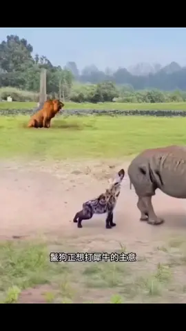 Rhino, Hyena knocked down. #animalrescue #animals #animal #wildlife #hyena #rhino #pets #pet #top #funny #animalsoftiktok #animalslovers💕💕💕 #petslover♥️♥️🔥🔥 #rhinoplasty #hyenatok #viralvideo #viraltiktok #disney #hyenalaugh #rhinos #de #unhingedtok