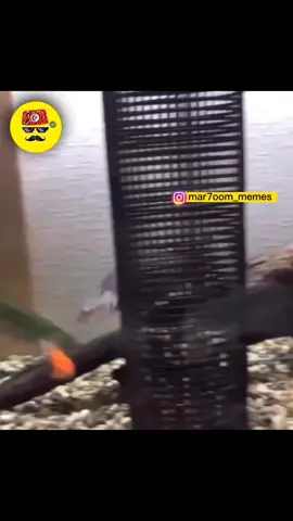 😂😂😂#foryoupage❤️❤️ #ضحك #viral_video #ميمز_العرب #المغرب🇲🇦تونس🇹🇳الجزائر🇩🇿 #شعب_الصيني_ماله_حل😂😂 #100k #dhahktounsi #dhahka🇹🇳 #fyp #ربيع_بودن #😂😂😂 #fyp 