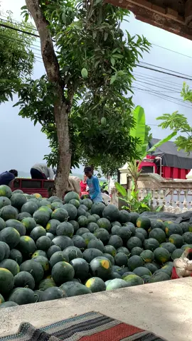 #semangkajember #petanimuda #semangkaindonesia #petanisemangka🍉🍉 #