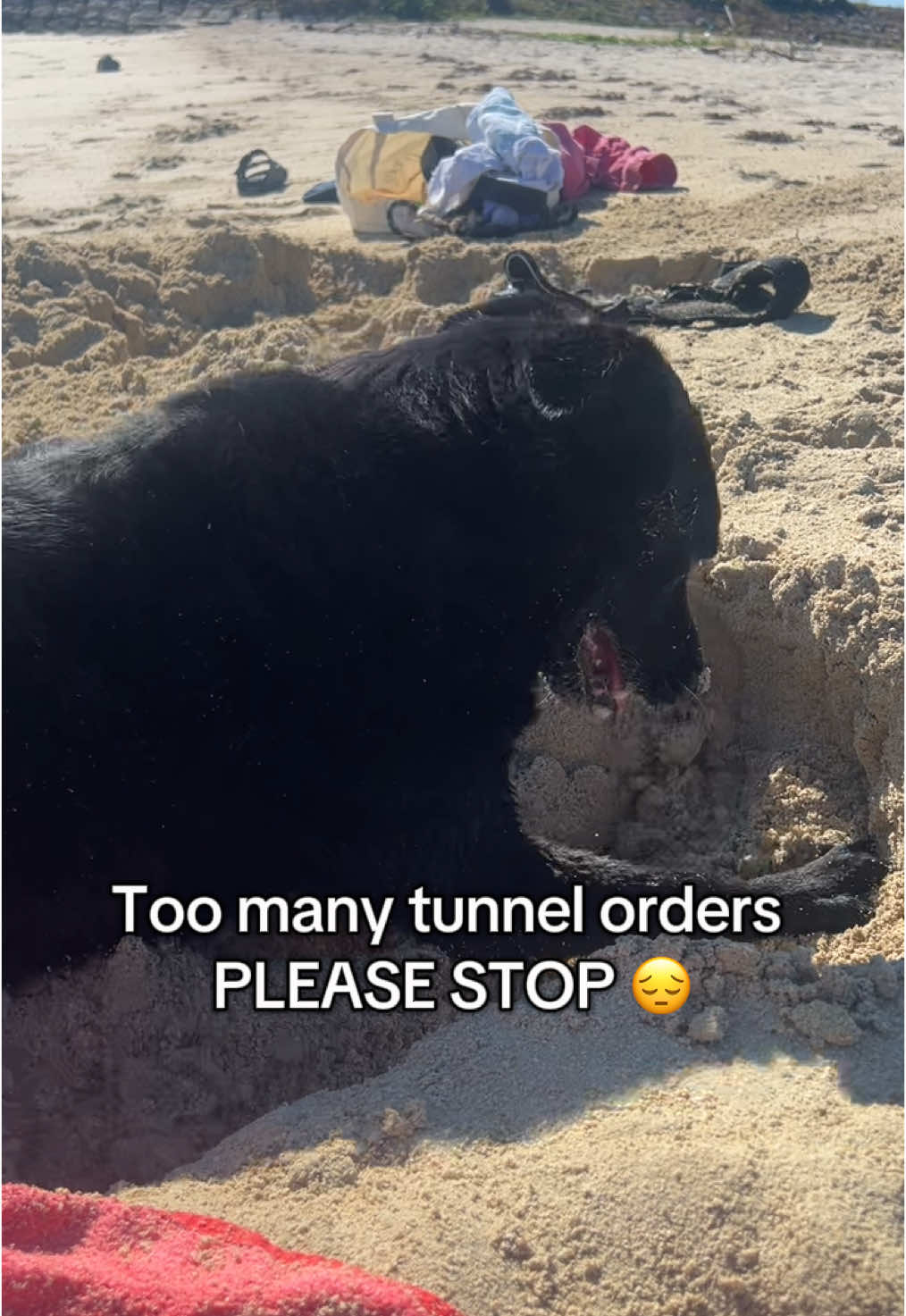 PLEASE stop ordering tunnels she needs to be with her family 😪 #dogs #dogtok #fyp 