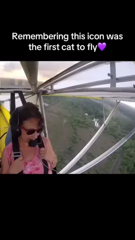 #cat #wicked #glider #funny 
