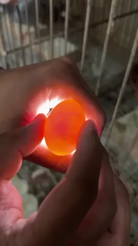 কবুতর এর ডিম থেকে বাচ্চা হবে কি না এই ভাবে চেক করবেন...🥰😮#foryou #foryoupage #viralvideo #pigeonlovers #কবুতর_পাগলারা_কই_সাপোর্ট_করো🥰 #@TikTok