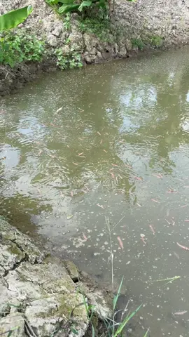 Rươi tứ kỳ