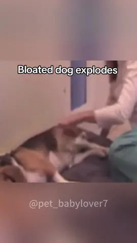 💩💩💩 #cat#cats#cutecat#catlover#catsoftiktok#fyp#foryou#foryoupage#funny#funnycat#funnyvideos#funnytiktok#funnyanimals#kitty #dog 