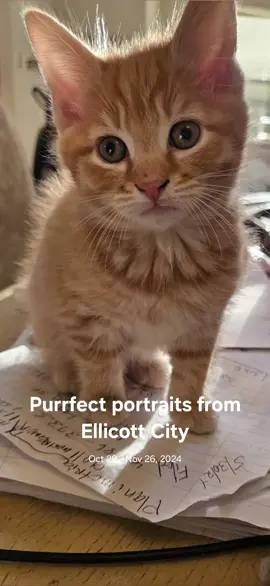 Meet Tiger. Small but mighty.