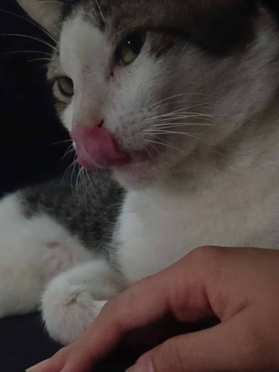 #catprank #funnycat #cat #catsoftiktok #catlover 