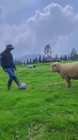 Domba merino #dombamerino #dombabatur #dombalucu 