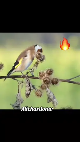 #ma9nin #chardonneret #cardellino  #goldfinch #alichardontv #jilgueros #chardonneret #jilguero #elegant #mknin #cardellini #moknin #foryou #cardueliscarduelis #birdsoftiktok🦜 #fyp #parva #birds #v#oiseauxvirale #machallah #maknin #pourtoi #nature #chantchardon #uccelli #vogel #aviary #canary #birdwatching #chardonneretmutation #щегол #طائر الحسون #gardelina #maknine 