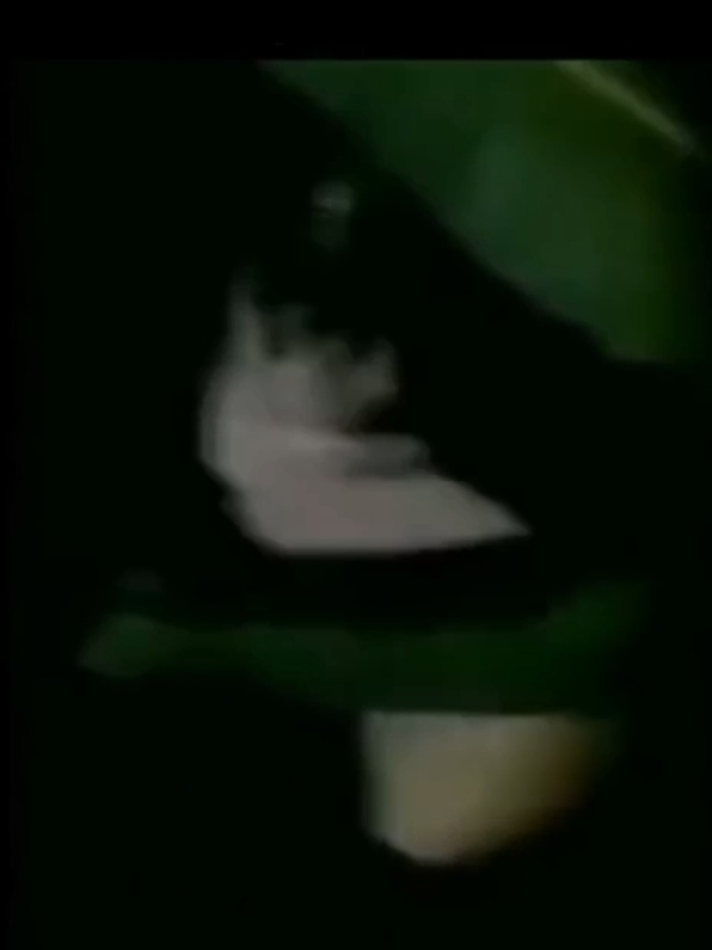 video nyata penampakan Kuntilanak terekam kamera hp #hantu #terekamkamera #viral #acehviral #pascapilkada #ombusmenang #kuntilanakterekam #nyata #bukanedit #fyp #desember 