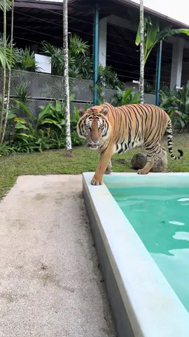 Lookkkkkkk#tiger #typ #power #สัตว์โลกน่ารัก #เสือ 