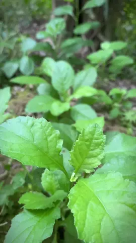 Ra vườn hái nhiêu đây đủ nồi canh chua rồi ^^#vuoncuaphuy #mientayquetoi #vuonrautainha #harvesting #caitroi #rurallife #thuhoach #daurong 