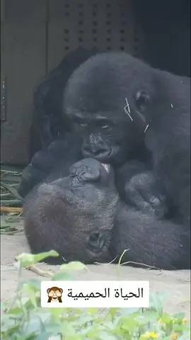 #monkey #mating 