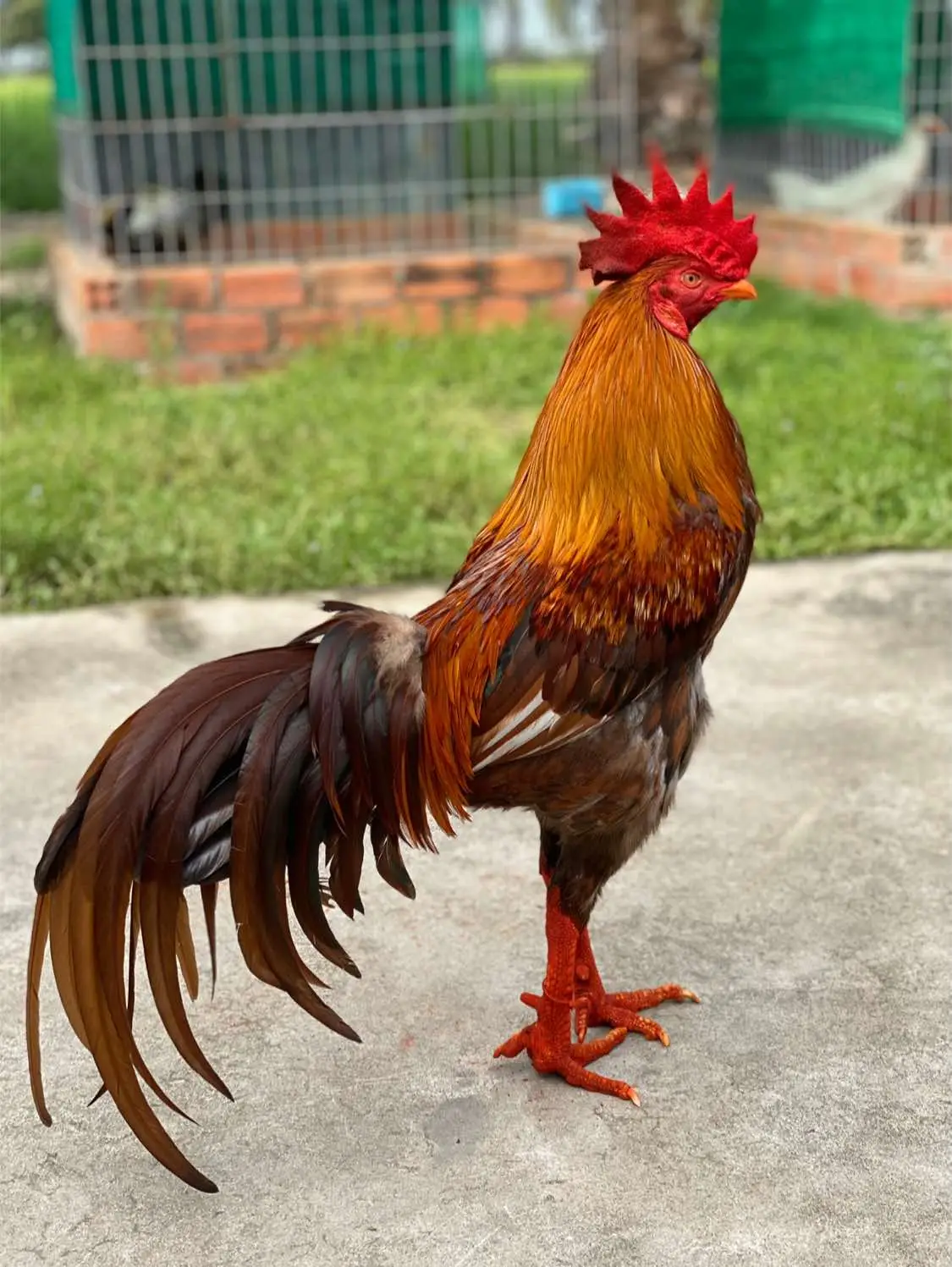 #baclieu Ae thích em nào thì nhất máy Alo em nha 📞@97ba6972ba0 🌾🐓🐓