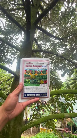 Deco acepat 95SG Gói pha 100-200 tùy mức độ và giai đoạn lá bấm ngay vào dỏ hàng gốc trái #decoacepat95sg #decoacepat #deco 