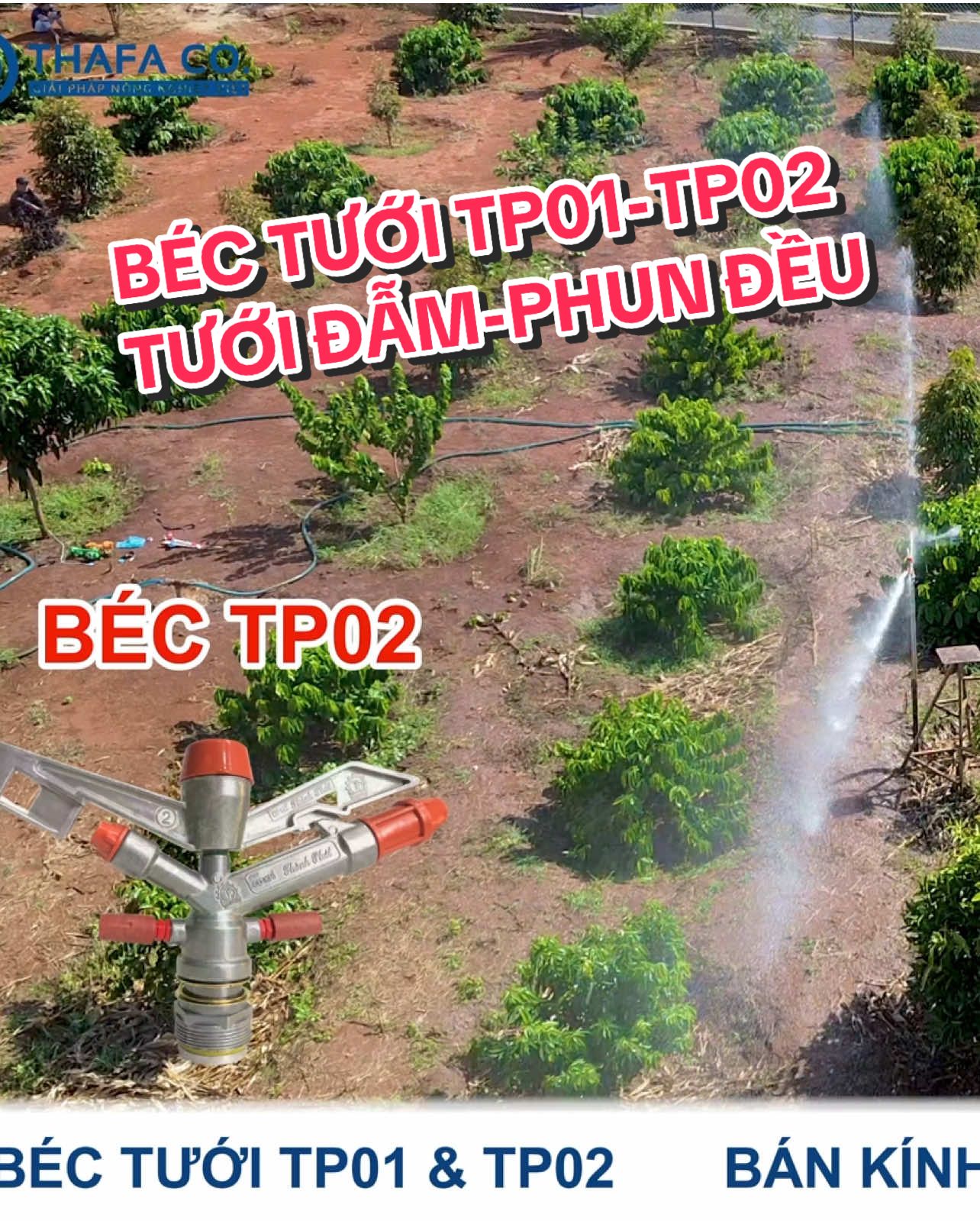 Chỉ với bơm 2HP đã có thể sử dụng béc tưới TP01&TP02, phun xa bán kính lên đến 18m #bectuoiaquapro #bectuoiphunmua #xuhuong #trend #bectp01  #bectp02  @Thafaco.vn 