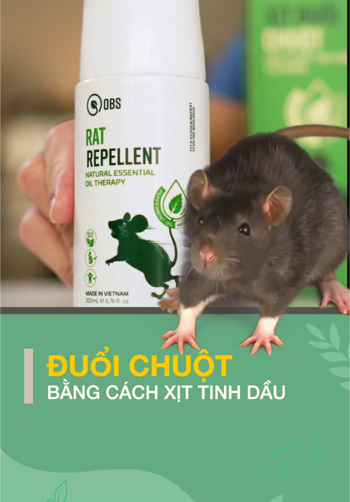 Chuột nguy hiểm tới mức nào? #loveyourbodyvn #LearnOnTikTok #songkhoe247 #vtmgr 