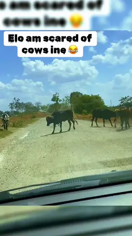 Zed safari 😭 #zambiantiktok🇿🇲 #zambiantiktok🇿🇲🇿🇲 #zedtiktok🇿🇲🇿🇲 