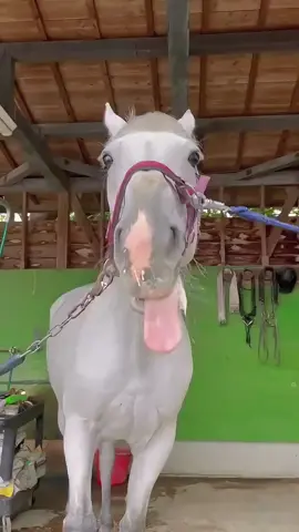 The eccentric racehorse Gold Ship!#fyp #foryoupage #animal #horse #fypシ #amzing 