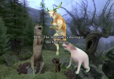 #MARAUDERS yeah this was definitely them during those full moons. #remuslupin #siriusblack #jamespotter #peterpettigrew #moony #padfoot #prongs #wormtail #harrypotter #fyp 