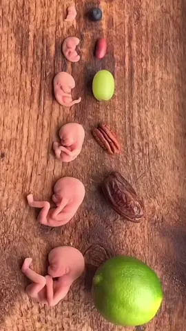 Curiosa para saber o tamanho do seu bebê nas primeiras semanas? 😍 Veja o crescimento dele no 1º trimestre comparando com grãos e frutas frutas: 5 semanas: Grão de gergelim – cerca de 1 a 2 mm 6 semanas: Lentilha – cerca de 4 a 5 mm 7 semanas: Mirtilo – cerca de 1 cm 8 semanas: Feijão vermelho – cerca de 1,6 cm 9 semanas: Uva – cerca de 2,3 cm 10 semanas: Noz pecan – cerca de 3 cm 11 semanas: Tâmara – cerca de 4 a 5 cm 12 semanas: Limão – cerca de 5 a 6 cm Se você conhece alguém que está passando por essa fase tão especial, compartilhe! 💜 Vídeo: dr_gounain_fatima_zahra #tamanhodobebe #gravidezprimeirotrimestre #maternidade #ultrassonografiarj 