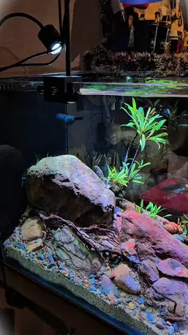 layout suối với view 2 măt #cacanh #guppyxanh #guppyxanhvn #guppyxanhlongxuyen #thuysinh 