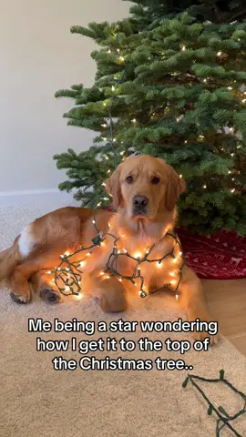 Youll knock it over!  #pet #pets #petstagram #petsofinstagram #petsofig #puppy #puppylove #puppylife #puppygram #puppyoftheday #puppyofinstagram #puppies #puppiesofinstagram #puppiesofig #puppiesofinsta #dog #dogsofinstagram #dogs #dogoftheday #doglover #retriever #retrieveroftheday #retrieverpuppy #retrieverpuppies #retrieveraddiction #goldenretriever #goldenretrievers #goldenretrieversofinstagram #goldenretrieverpuppy 