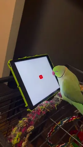 A parrot that can play with a tablet.#parrot #funnyvideo #funny 