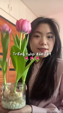 Trời ơi nó đẹp đin #xuhuong #tulip #hoa 