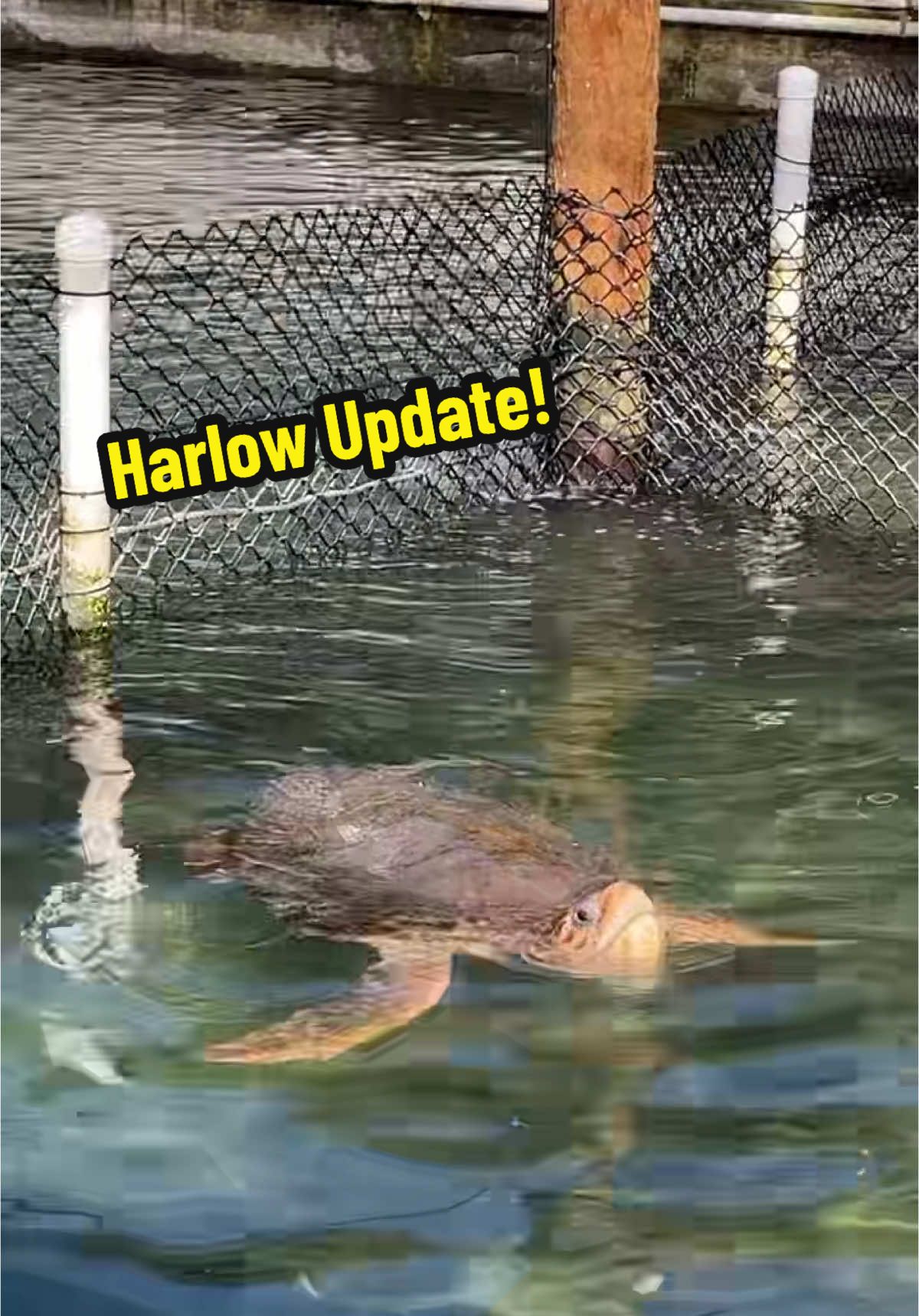 Harlow update! 🐢 She is still doing well! Eating her high-calorie herring and hopefully gaining more weight. ❤️‍🩹 We’re hoping to get her released soon, right before Christmas. Thank you to everyone following Harlow’s incredible story! ❤️ #connectandprotect #compassioniscontagious #rescuerehabrelease #seaturtlerescue #turtle #turtlehospital #marathonturtlehospital #theturtlehospital #sea #seaturtle #seaturtles #Science #nature #turtletok #ocean #beach #seaturtlehospital #seaturtlerehab #wildlife #floridakeys #STEM #education #animals #animaltiktok #fyp #seaturtlelove #patient #savetheturtles #barnaclefree #loggerheadseaturtle #loggerhead #loggerheadturtle #Harlow 