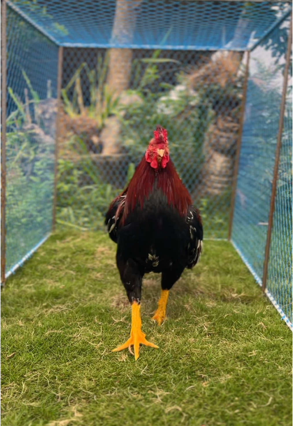 รถถังกล้าข้าวFC❤️#ค่ายไก่กล้าข้าวfc #ไก่เดือยภาคใต้ #สุราษฎร์ธานี #ไม่ใช่การทารุณกรรมสัตว์ #ไก่ชน #ฟีดดดシ 