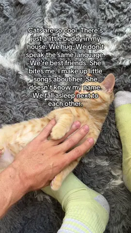 🐱