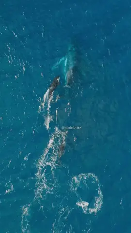 Mother Humpback Heroic Defense Against Killer Whales Didn't Work #biblelab #whale #orca 