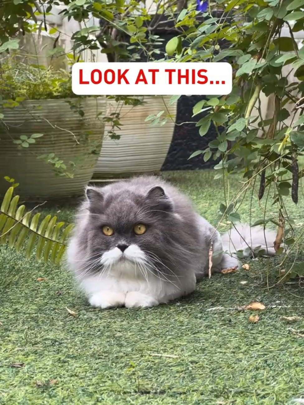 Tried Royal Canin FIT for my cat and the results speak for themselves!  #RoyalCaninMalaysia