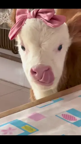 Cute pet cow with lovely pinky bow tie #fyp #cow #animal #pet #cute #girly #bowtie 