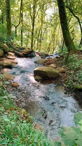 Lugares con magia en la sierra norte de puebla, contáctanos te llevamos. #aventuraysenderismojv #hechoenhuauchi #ruta #guia #rutasguiadas #reconexion #salirdelarutina #naturaleza #senderismo #sierranortedepuebla #momentos #rio #bosque #viviendolasierra #viajar #helechos #magia 