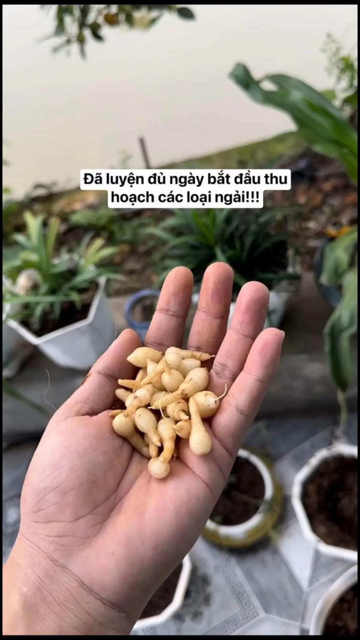 *Quá trình làm dầu mê!!! -luyện ngải đủ ngày ngải có linh tính và kết củ thì sẽ lấy củ đó đem ra phơi nắng sương 3 ngày 3 đêm -tiếp tục đem vào tinh chế thành dầu ( này k chia sẻ kĩ đc) và chú luyện tế luyện đủ 49 ngày khi nào thấy ngải hình thành lớp tinh dầu và lớn dần khi đó mới thành công và sài vào khiến vạn người mê! Công dụng thì mn sài đã đc trải nghiệm rồi nên k cần nhiều, sài vào trai mê trai thích làm ktv thì chào là đậu khách thấy là mê mạnh hơn nhiều lần phép hồ ly