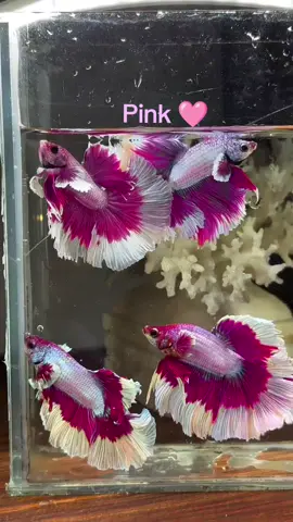 🩷🩷😍😍 #fish #aqua_fish #fishlover #aquarium #foryou #bettafish #guppyfish #terarium #fishtank 