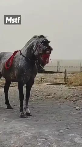 #الخيل_من_خيالها #فرسان_الخيل #فرسان #الخيالة 