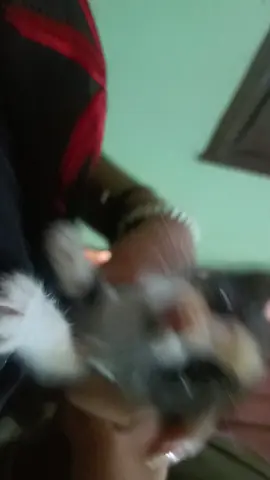 gatito en adopción hembrita 