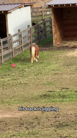 Squirt and Sebastian meet #minihorse #horse #farmlife