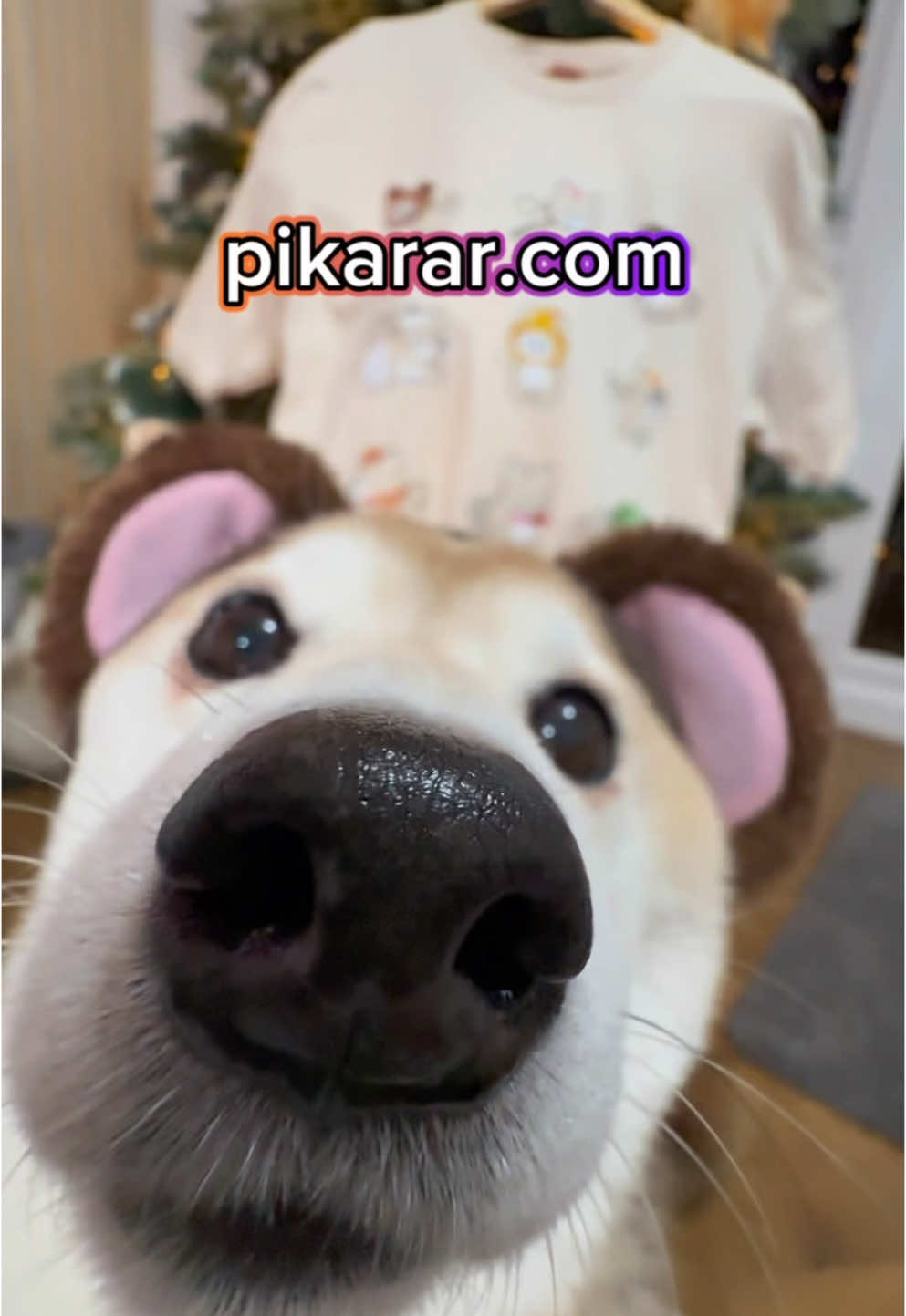 You boop? You lose! Hop over to @Ang site and grab a limited run on our first merch collab ever!  #collab #shibainu #shiba #shibe #shibadog #boop 