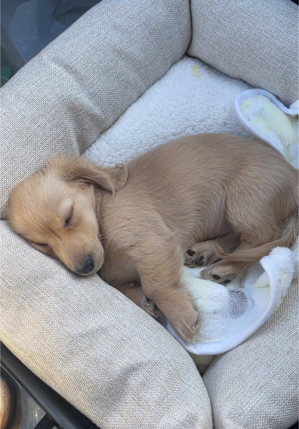 A montage of P sleeping 🫶🏼🥜 #dachshundsoftiktok #tiktokdogs 