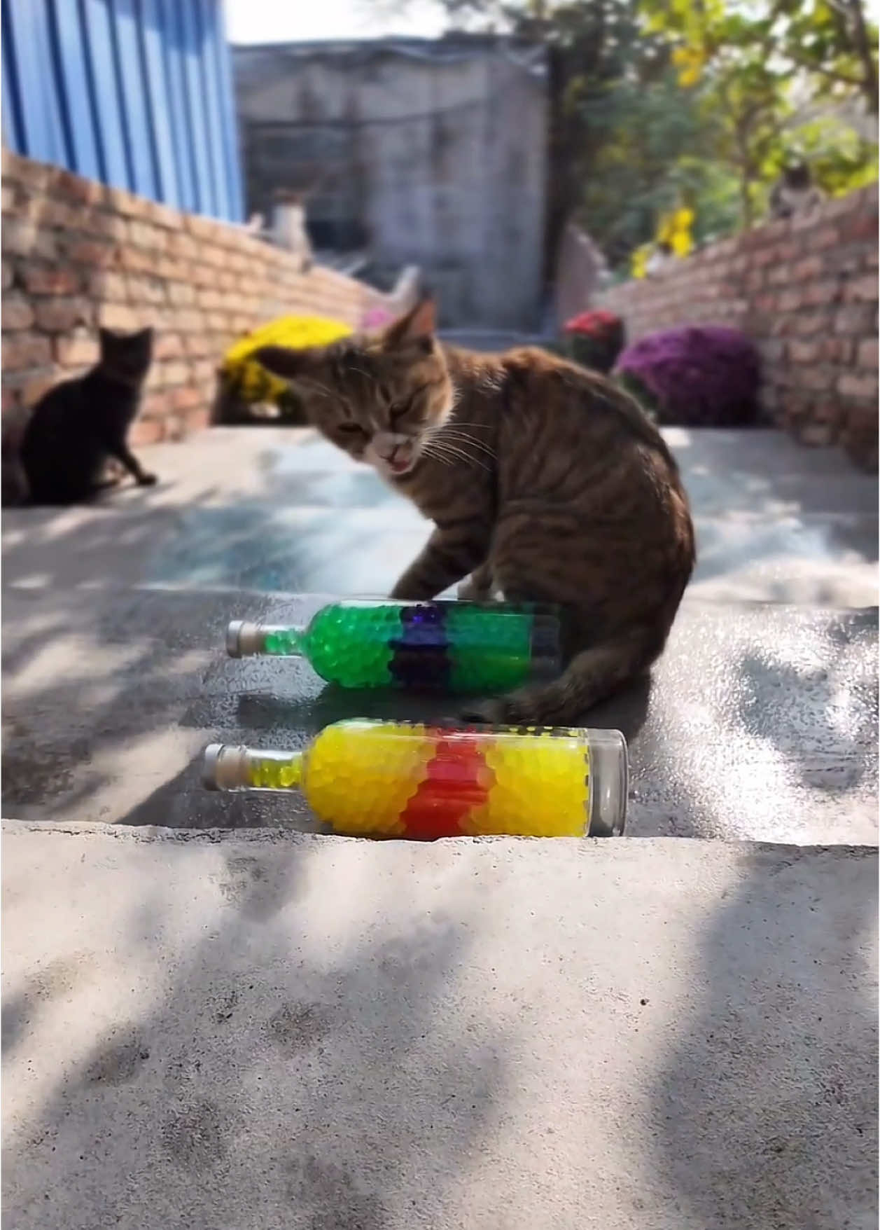 Bottle Glass Breaking on Stairs W/ Cats 🐈🍾 #breakingbottlesonstairs #breakingglass #bottlebreaking #satisfying #satisfyingvideo #asmr #crushingasmr #breakingbottle 