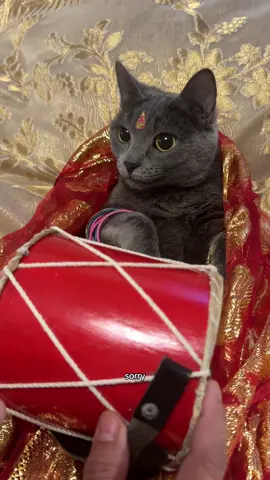 and now she’s turning her into a little indian burrito. the baby bangles suit her so well 💀 #catsoftiktok #cats #cat #kitten #catmom #catlovers #pets 