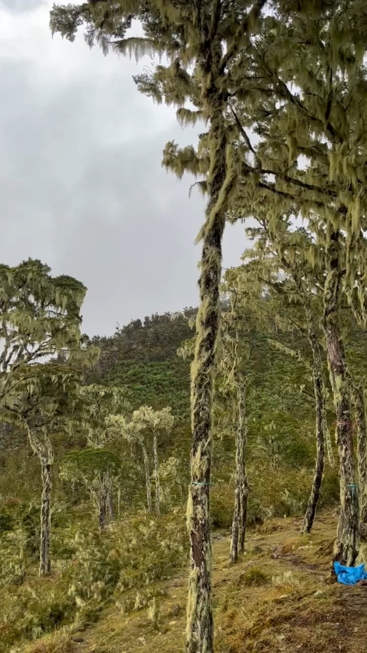 Bulu Bialo dengan keindahannya setelah hujan! #bulubialo #Hiking #fypシ゚ #bulubialo2366mdpl #gunung #viralvideo #fypageシ #pendaki 