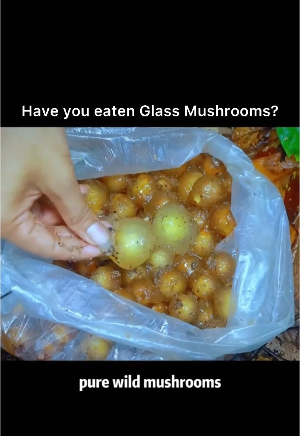 Have you ever eaten Glass Mushrooms? 🍄🤷🏽‍♂️  #fyp #foryou #mushrooms #food #vietnam #vietnamese #foodporn 